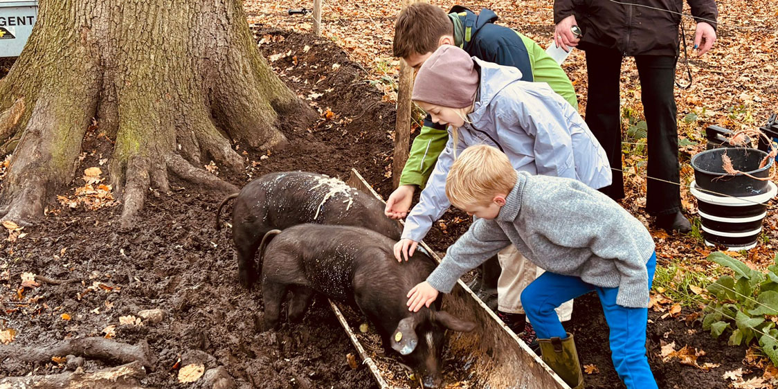 activiteiten-varkens