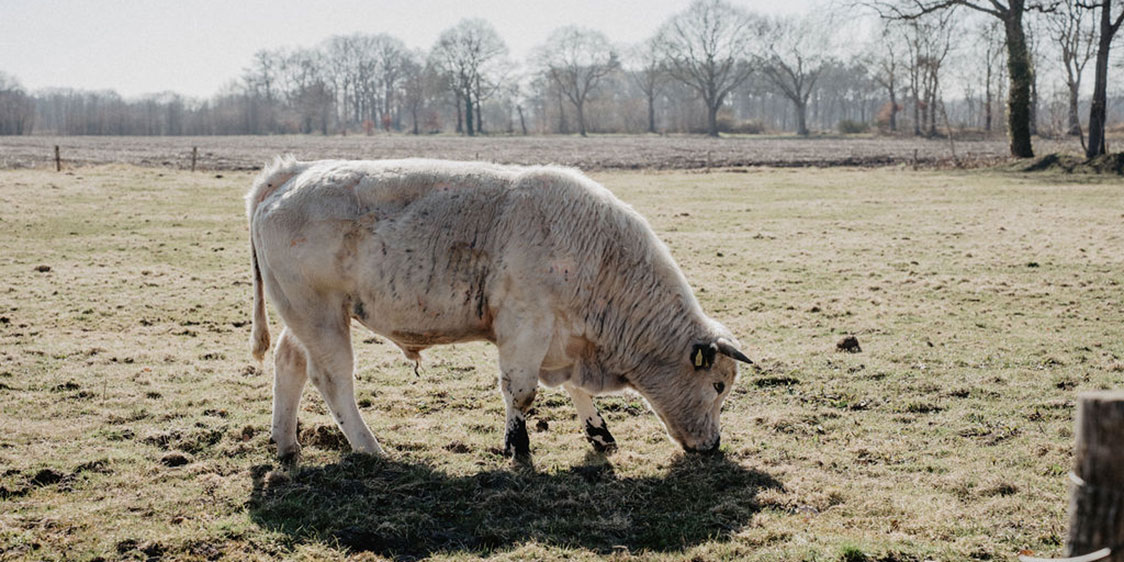 Natuurgrazerij-koe/stier header